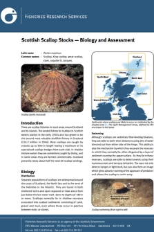 Scottish scallop stocks : biology and assessment